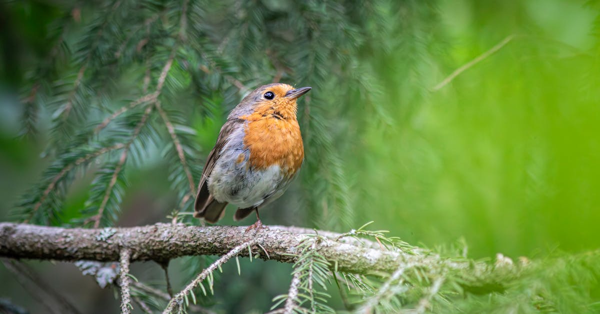 découvrez les réalités tragiques de la maltraitance animale, un phénomÚne inquiétant qui, malheureusement, touche de nombreux animaux à travers le monde. apprenez comment reconnaßtre les signes de maltraitance et comment vous pouvez agir pour protéger ceux qui ne peuvent pas se défendre.