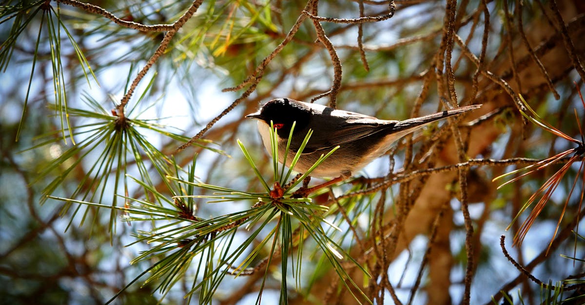 découvrez tout ce qu'il faut savoir sur le congé maladie : définition, droits des salariés, démarches à suivre et indemnisation lors d'un arrêt de travail pour raisons de santé.
