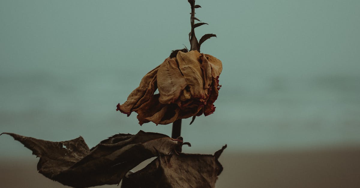 découvrez la signification de 'death threat', ses implications juridiques, les sanctions encourues et les conseils pour réagir face à une menace de mort.